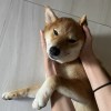 Chieh.