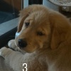 mi_saturn