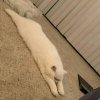Zoey_yu
