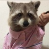 littlepear