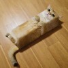 苇丛