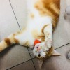 肉先生