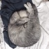 きき