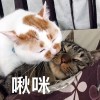 刘伊妮