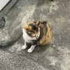 劉修禾