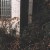 Xin