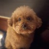李二璇