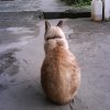 喵cat