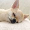 優格