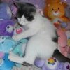 Amélie the kitten
