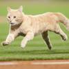 Fighting Cat