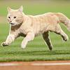 Fighting Cat