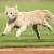 Fighting Cat