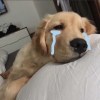 子晴