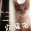 早睡君是夜猫子
