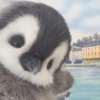 涵涵