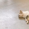 SY
