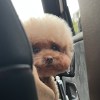 lucycy