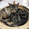 張耿源