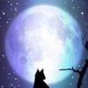 Luna Cat