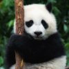 阿仑