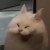 Natsume_Amomri