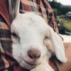 葛昊翔要吃钳子