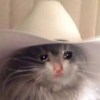 侠盗猎车狗