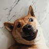 麻乐