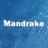 Mandrake