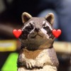 蕊