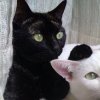 甜酒与猫