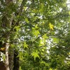 maple