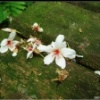 麻里紗