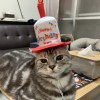 喵喵