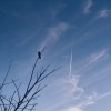 Munin