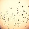 Mosquito