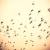 Mosquito