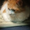 kuma