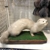 本物水獭