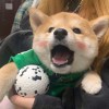 嘻嘻