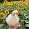 Happysunflower