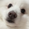 Pei