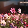 jimmy's melody