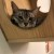 Meow