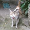 Linlin