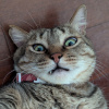 mike_wuo