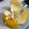 Ravir