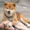 mitokoe