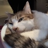 Mocha98